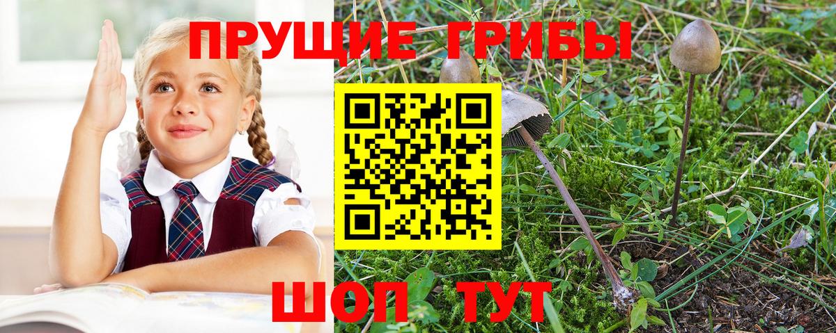 продажа наркотиков  Вход с VPN  Советский  Псилоцибиновые грибы Psilocybine cubensis  Галлюциногенные грибы Cubensis 